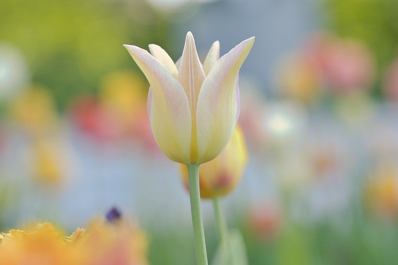 이사 4월 19일 손있는 날