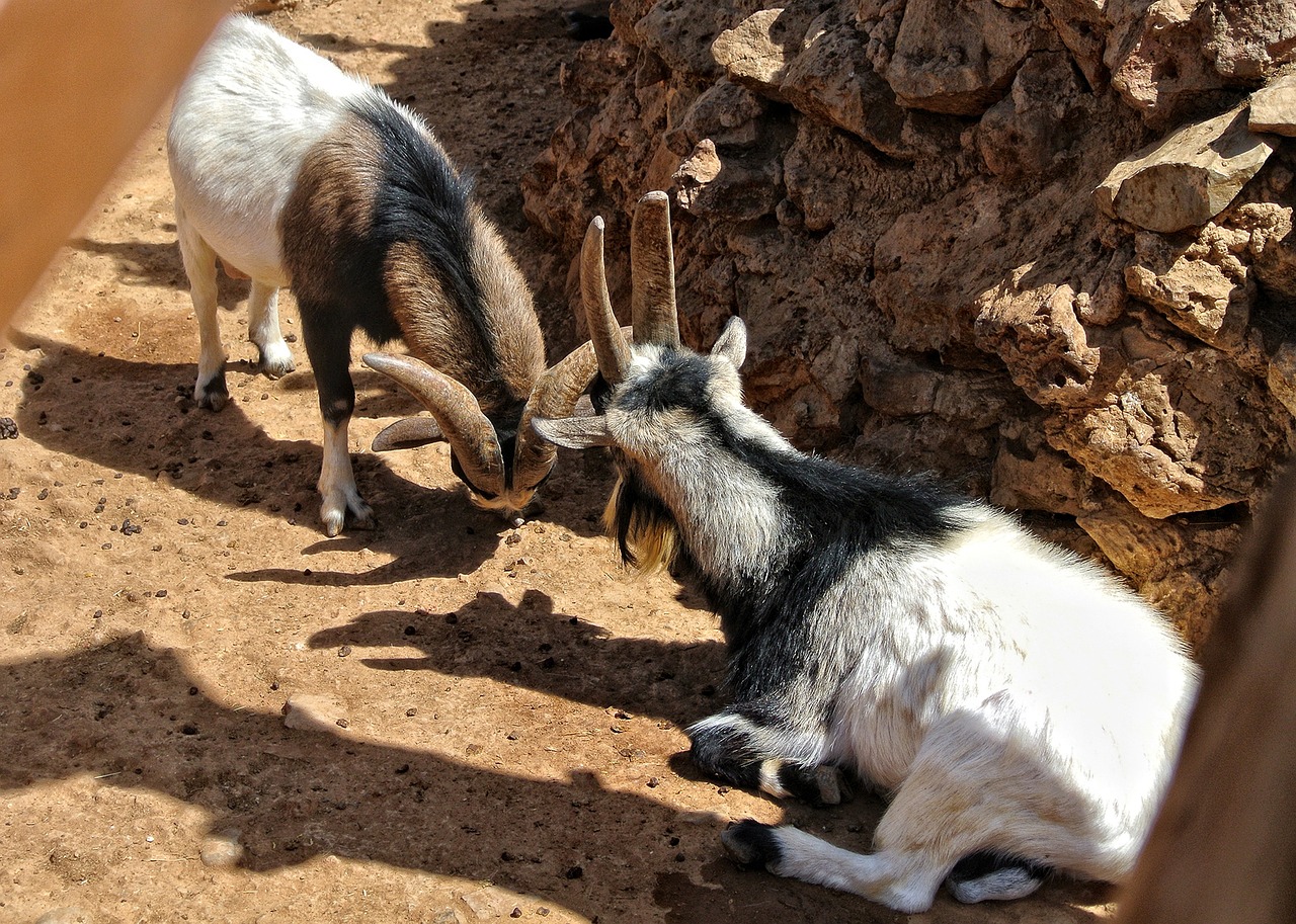 산양산삼의 효능