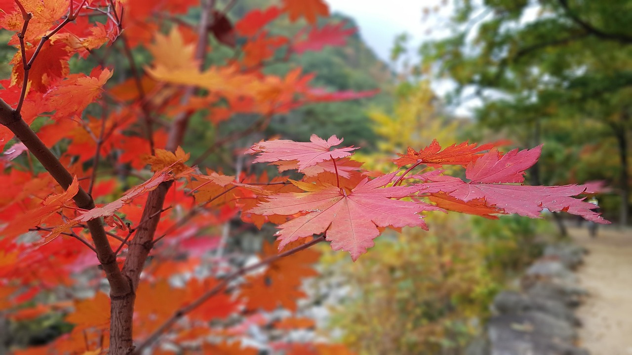 강원도 특산물