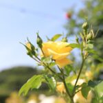 용인에서 춘천으로 이사하는 꿀팁